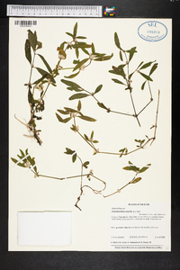 Alternanthera sessilis image