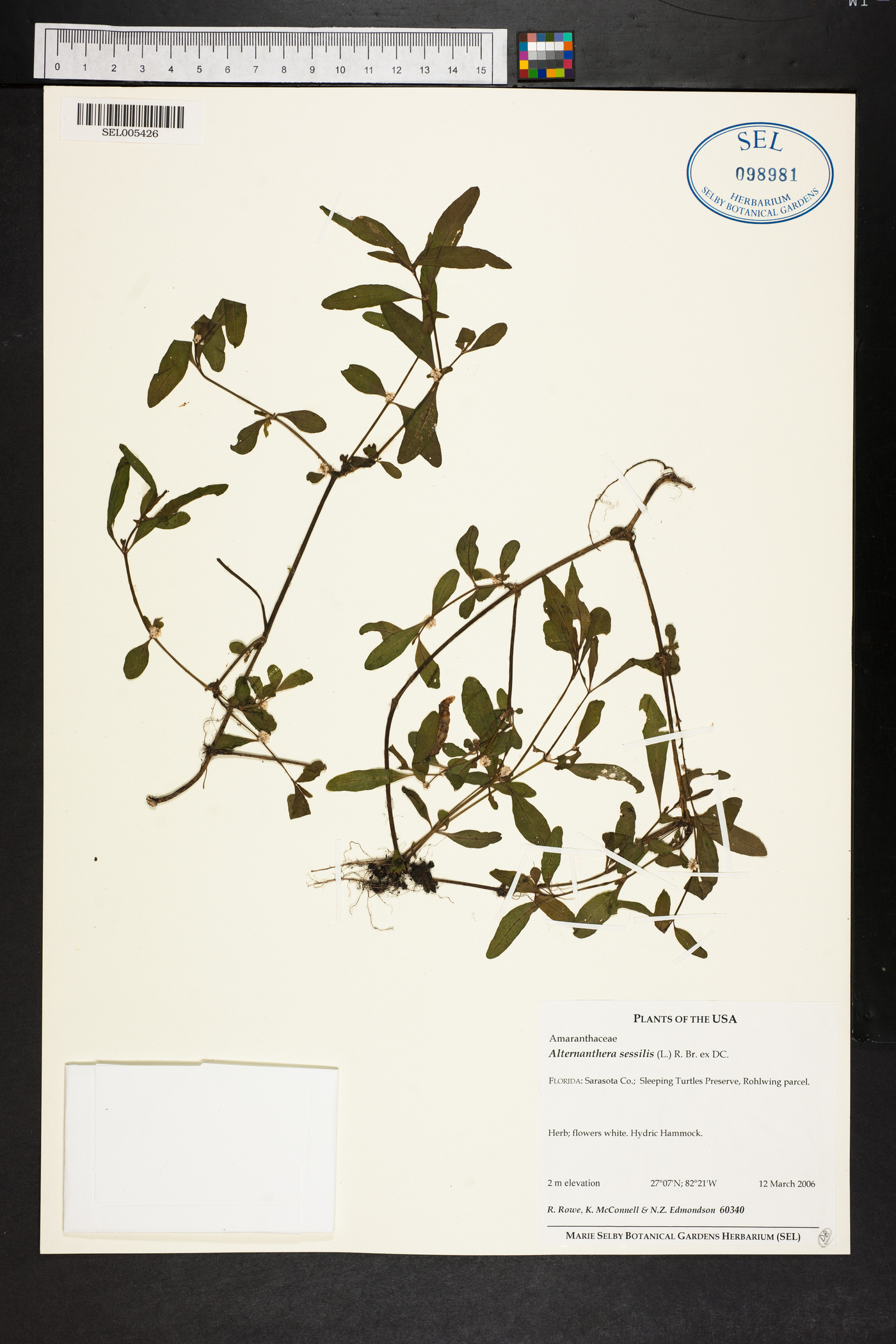 Alternanthera sessilis image