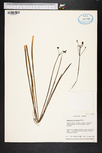 Sagittaria graminea image