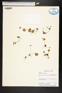 Hydrocotyle umbellata image