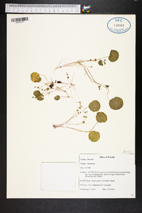 Hydrocotyle verticillata image