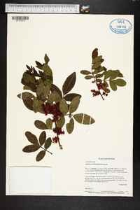 Schinus terebinthifolia image