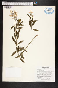 Amsonia tabernaemontana image