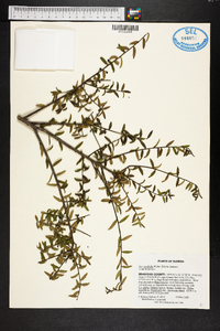 Ilex myrtifolia image