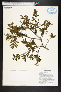 Ilex myrtifolia image