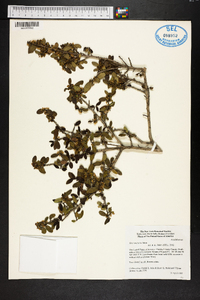 Ilex vomitoria image