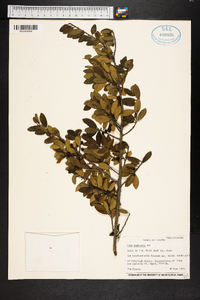 Ilex vomitoria image