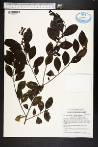 Ilex coriacea image