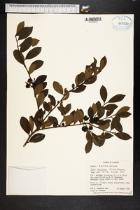 Ilex coriacea image