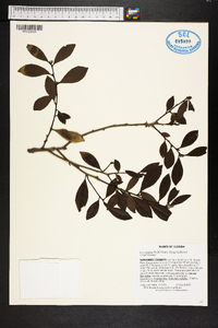 Ilex coriacea image