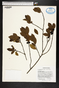 Ilex coriacea image