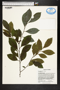 Ilex coriacea image