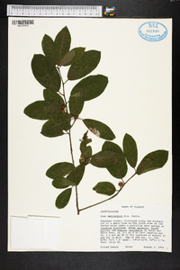 Ilex amelanchier image