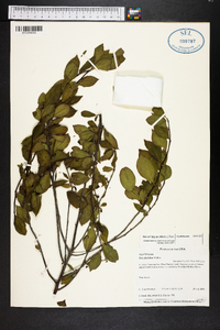 Ilex ambigua image