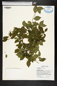 Ilex ambigua image