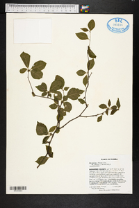 Ilex ambigua var. ambigua image