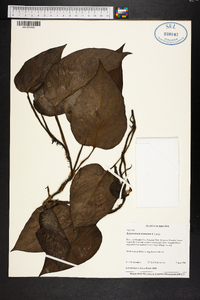 Epipremnum pinnatum image