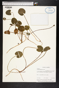 Centella asiatica image