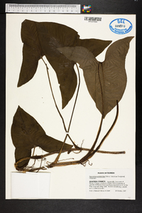 Syngonium podophyllum image