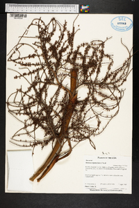 Serenoa repens image