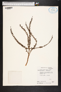 Serenoa repens image