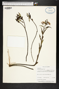 Asclepias perennis image