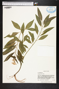 Asclepias perennis image