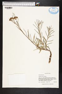 Asclepias michauxii image