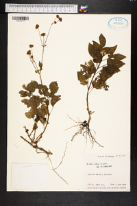 Bidens alba image