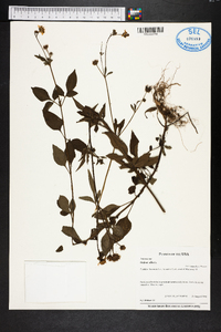 Bidens alba image