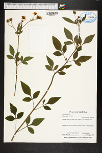 Bidens alba image