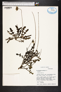 Berlandiera subacaulis image