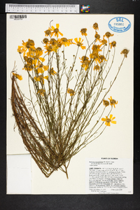 Balduina angustifolia image