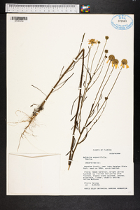 Balduina angustifolia image