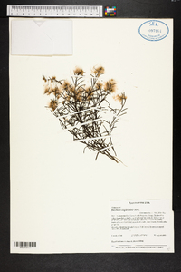 Baccharis angustifolia image