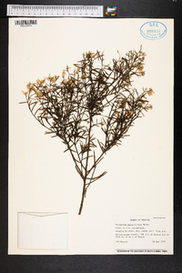 Baccharis angustifolia image