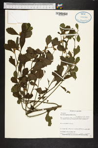 Baccharis glomeruliflora image