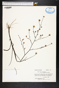 Symphyotrichum subulatum var. elongatum image