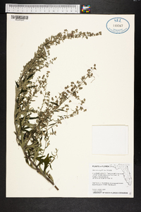 Artemisia argyi image