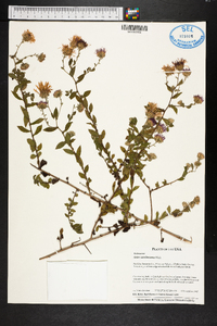 Aster carolinianus image