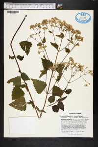 Ageratina jucunda image