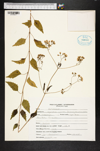 Ageratina jucunda image