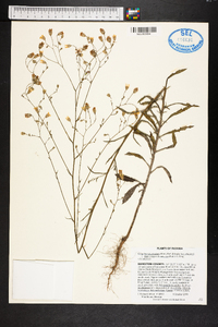 Croptilon divaricatum image