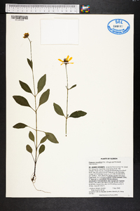 Coreopsis integrifolia image