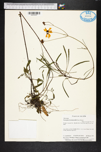 Coreopsis leavenworthii image