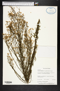 Conyza canadensis var. pusilla image