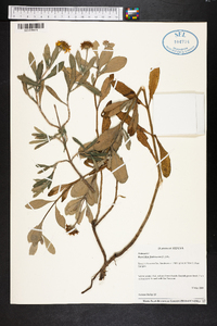 Borrichia frutescens image