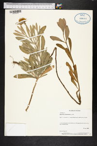 Borrichia frutescens image