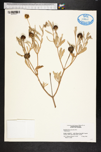 Borrichia frutescens image