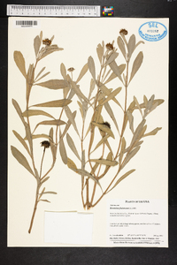 Borrichia frutescens image